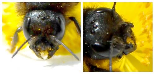 Osmia tricornis